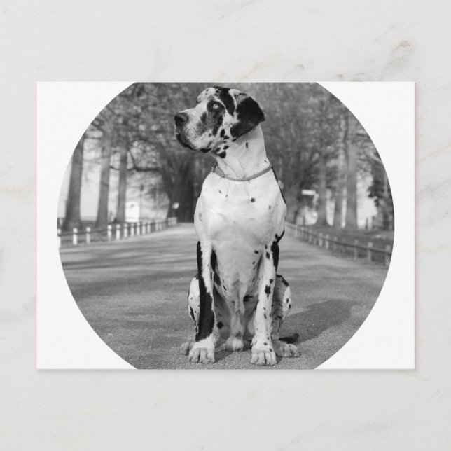 Doggenhaus Postkarte (Vorderseite)