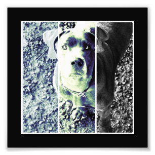 Doggennase Fotodruck