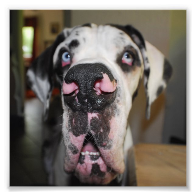 Doggennase Fotodruck (Vorne)