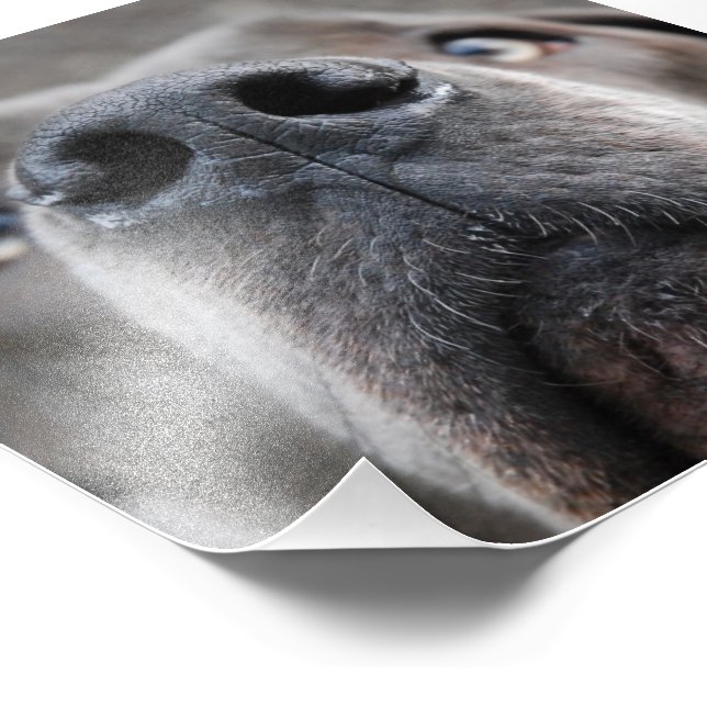 Doggennase Fotodruck (Ecke)