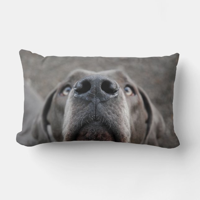 Doggennase Kissen (Vorderseite)