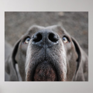 Doggenposter "Nase" Poster