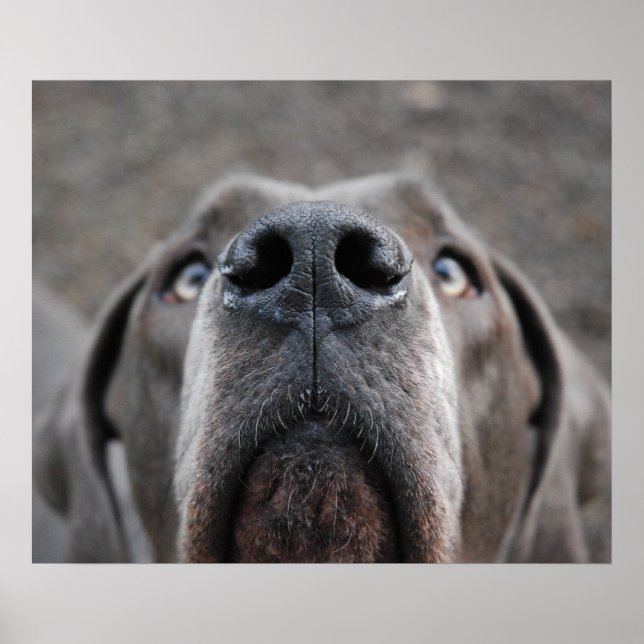 Doggenposter "Nase" Poster (Vorne)