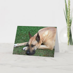 Doggestillstehen Karte