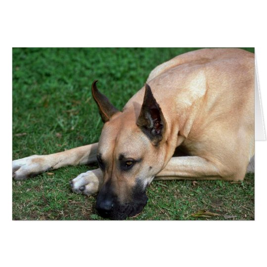 Doggestillstehen Karte