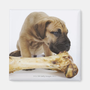 Doggewelpe mit dem Knochen im Studio Magnet