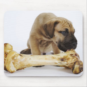 Doggewelpe mit dem Knochen im Studio Mousepad