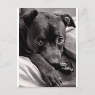 Doggie Postkarte
