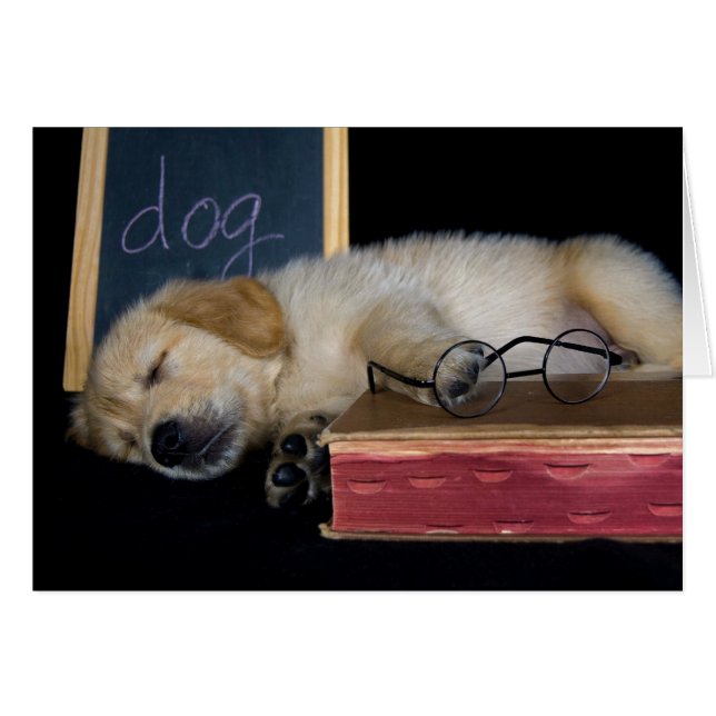 Doggie School (Vorderseite (Horizontal))