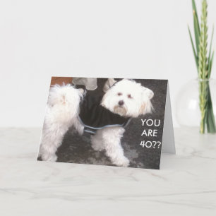 DOGGONE, SIND SIE 40? KARTE