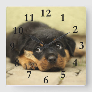 Doggy picture quadratische wanduhr