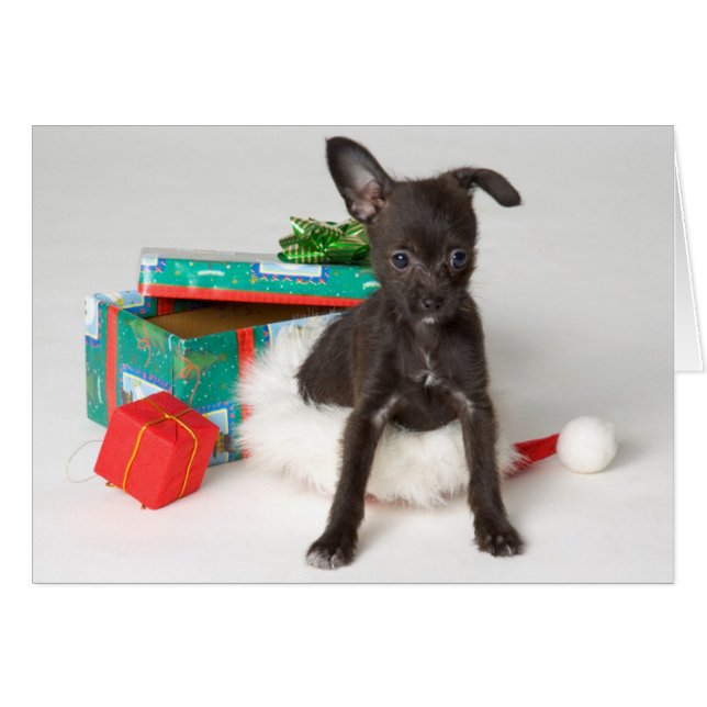 Doggy Weihnachtsgeschenk (Vorderseite (Horizontal))