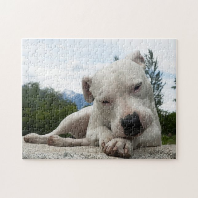 Dogo Argentino  (Horizontal)