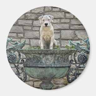Dogo Argentino Welpe königlich Magnet