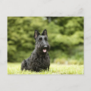 Dogs Postkarte