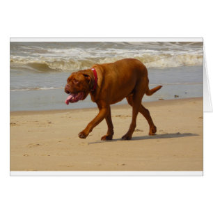 Dogue de bordeaux