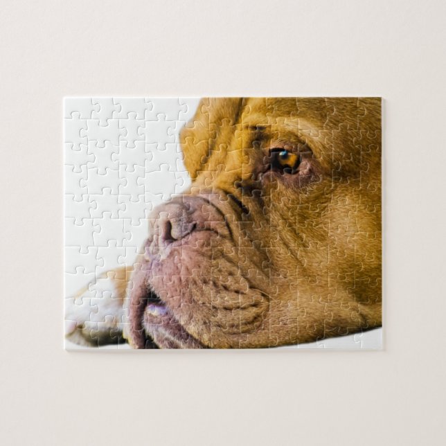 Dogue de Bordeaux (Horizontal)