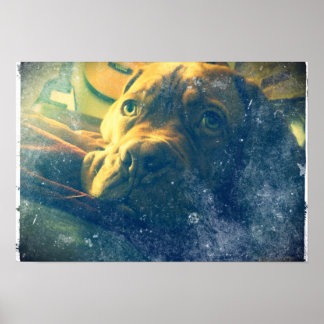 Dogue de Bordeaux affiche d'inspiration vintage