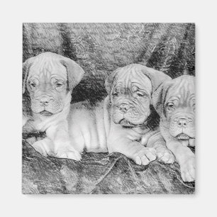 Dogue de Bordeaux-Magnet Magnet