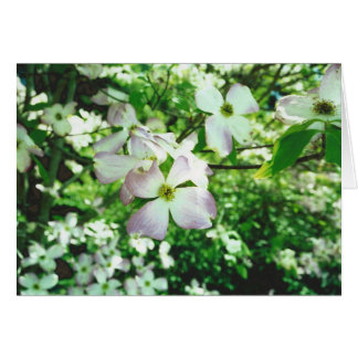 Dogwood