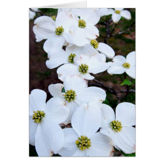 Dogwood