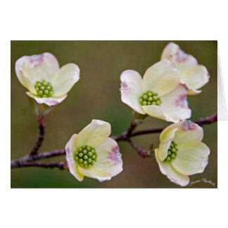Dogwood