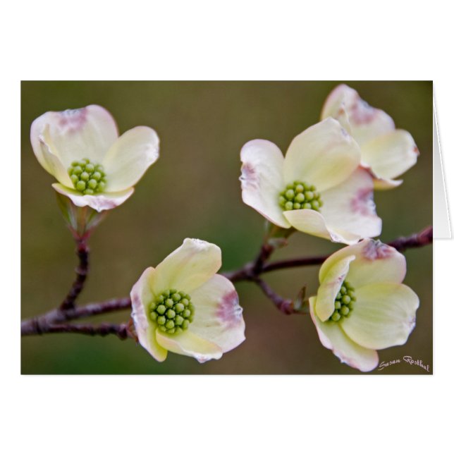 Dogwood (Vorderseite (Horizontal))