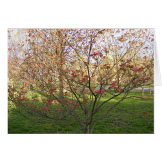Dogwood à fleurs rouges