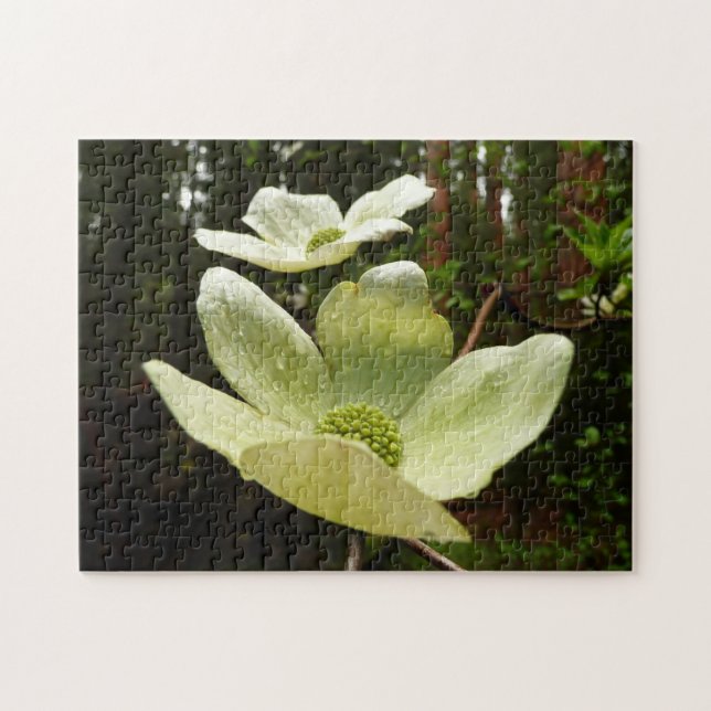 Dogwood and Redwoods in Yosemite National Park (Horizontal)