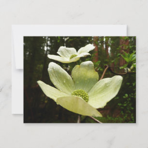 Dogwood and Redwoods in Yosemite National Park