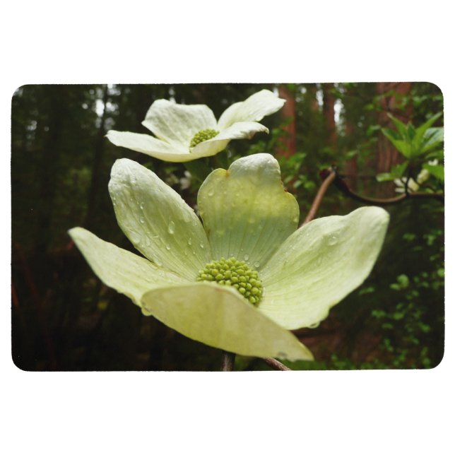 Dogwood and Redwoods in Yosemite National Park Bodenmatte (Vorderseite)