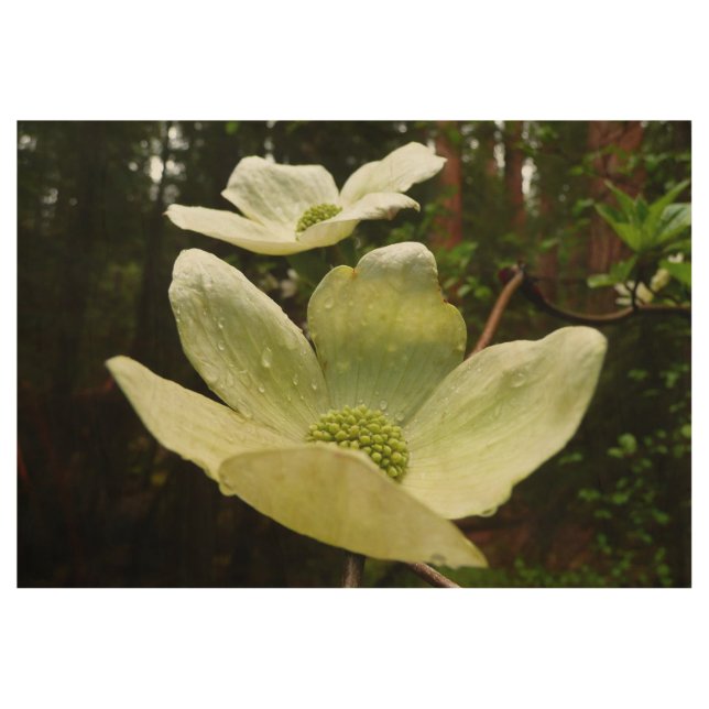 Dogwood and Redwoods in Yosemite National Park Holzposter (Vorderseite)