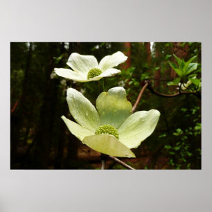 Dogwood and Redwoods in Yosemite National Park Poster