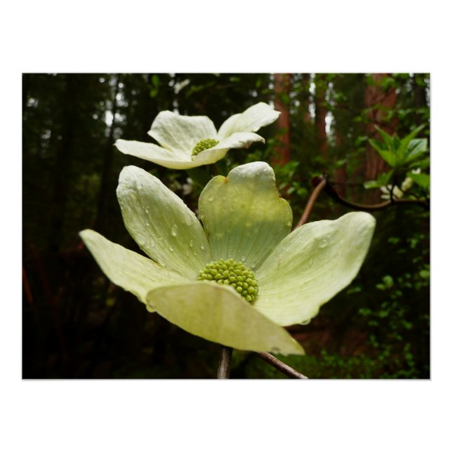Dogwood and Redwoods in Yosemite National Park Poster (Vorderseite)