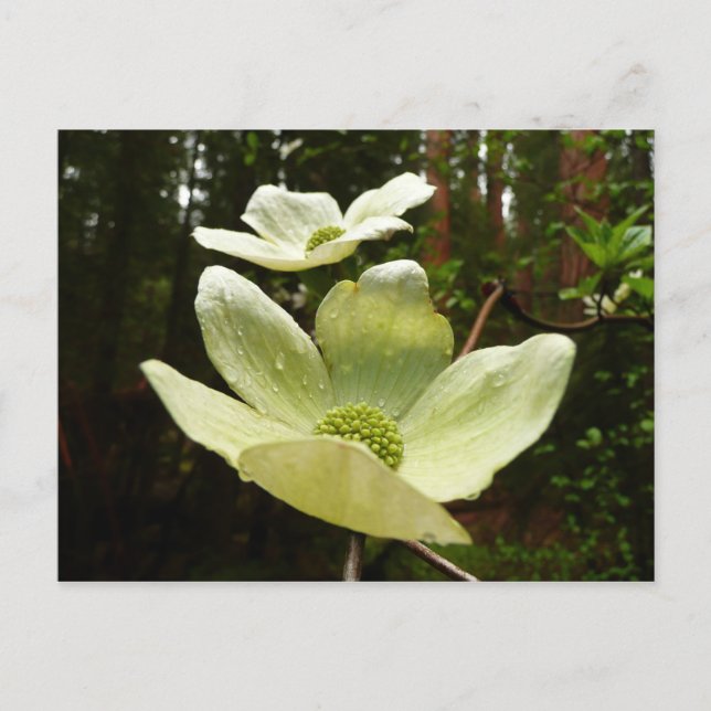 Dogwood and Redwoods in Yosemite National Park Postkarte (Vorderseite)
