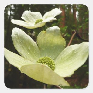Dogwood and Redwoods in Yosemite National Park Quadratischer Aufkleber