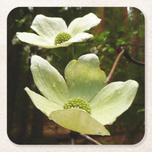 Dogwood and Redwoods in Yosemite National Park Rechteckiger Pappuntersetzer