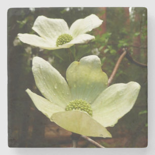 Dogwood and Redwoods in Yosemite National Park Steinuntersetzer