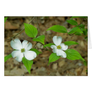Dogwood-Anmerkung II