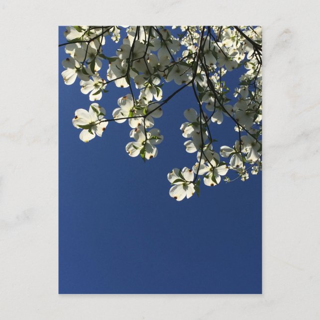 Dogwood Blossom Cards Postkarte (Vorderseite)