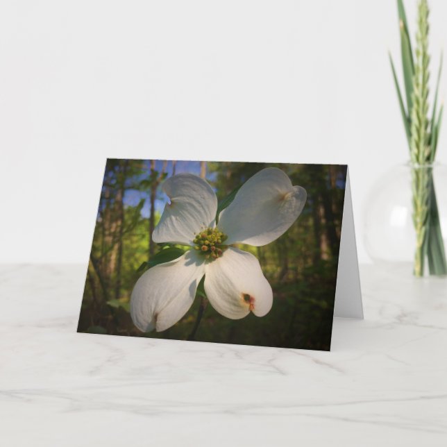 Dogwood Blossom, carte (Devant)