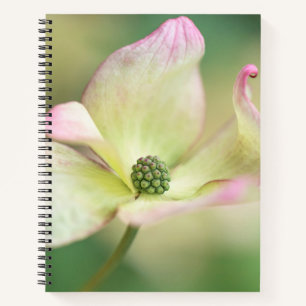 Dogwood Blossom   Cornus Kousa 'Miss Satomi' Notizbuch