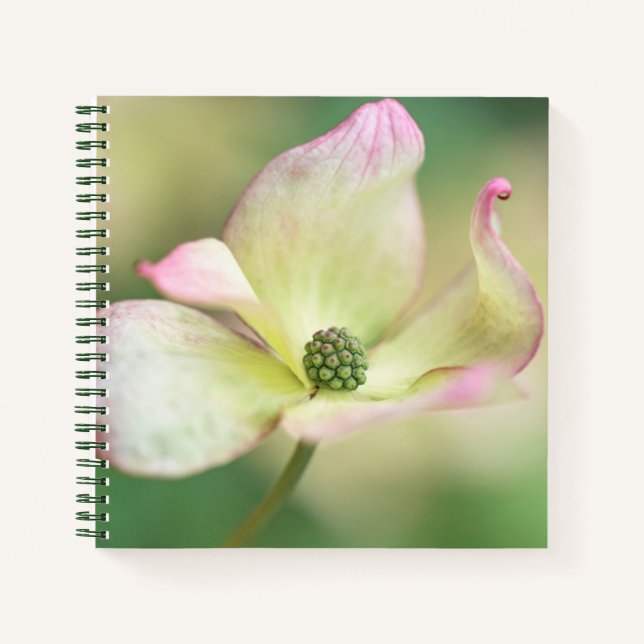 Dogwood Blossom | Cornus Kousa 'Miss Satomi' Notizbuch (Vorderseite)