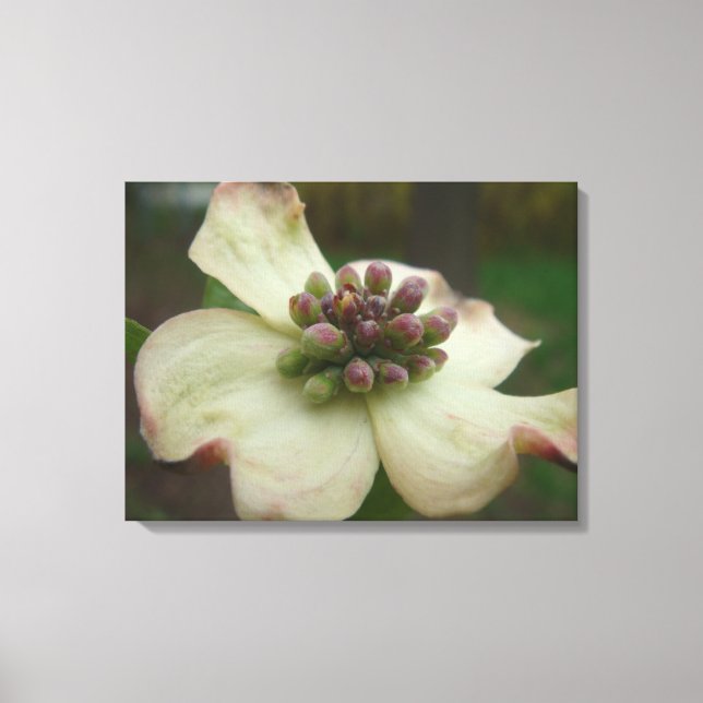 Dogwood Blossom Fotografie Leinwanddruck (Vorderseite)