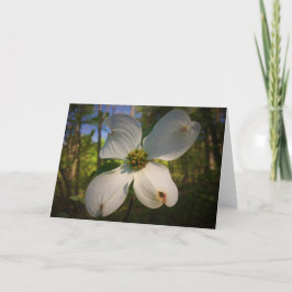 Dogwood Blossom, Karte