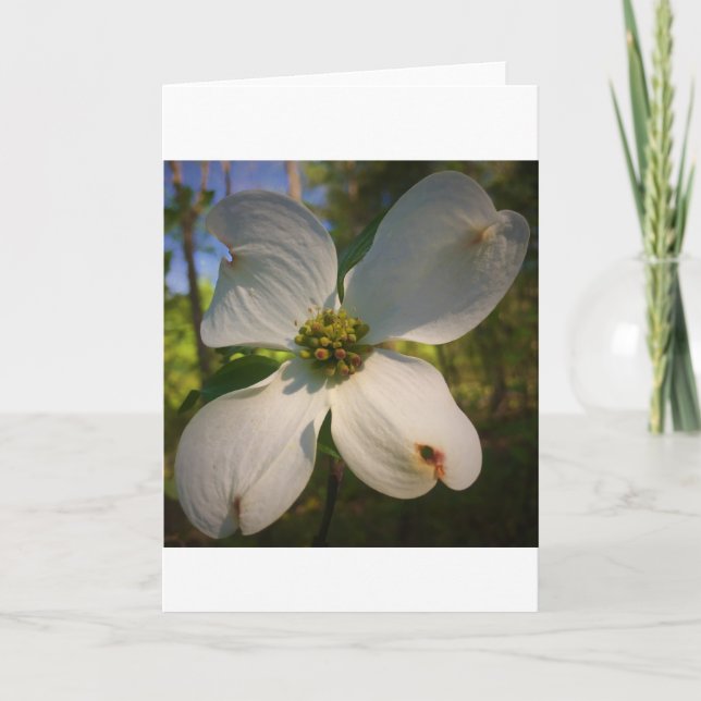 Dogwood Blossom, Karte (Vorderseite)