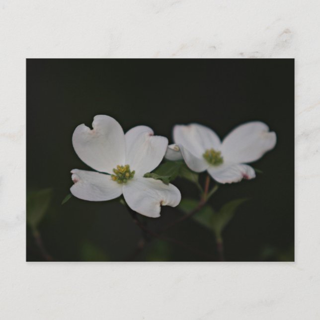 Dogwood Blossom Postkarte (Vorderseite)