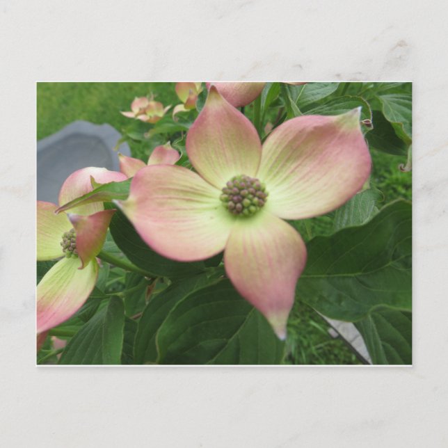 Dogwood Blossom Postkarte (Vorderseite)