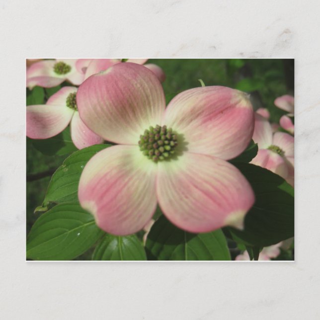 Dogwood Blossom Postkarte (Vorderseite)