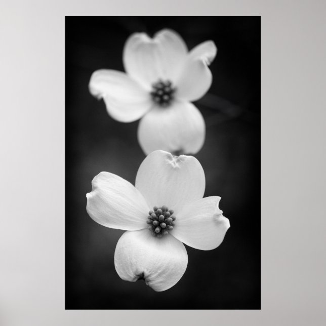 Dogwood Blossoms in Black and White Poster (Vorne)